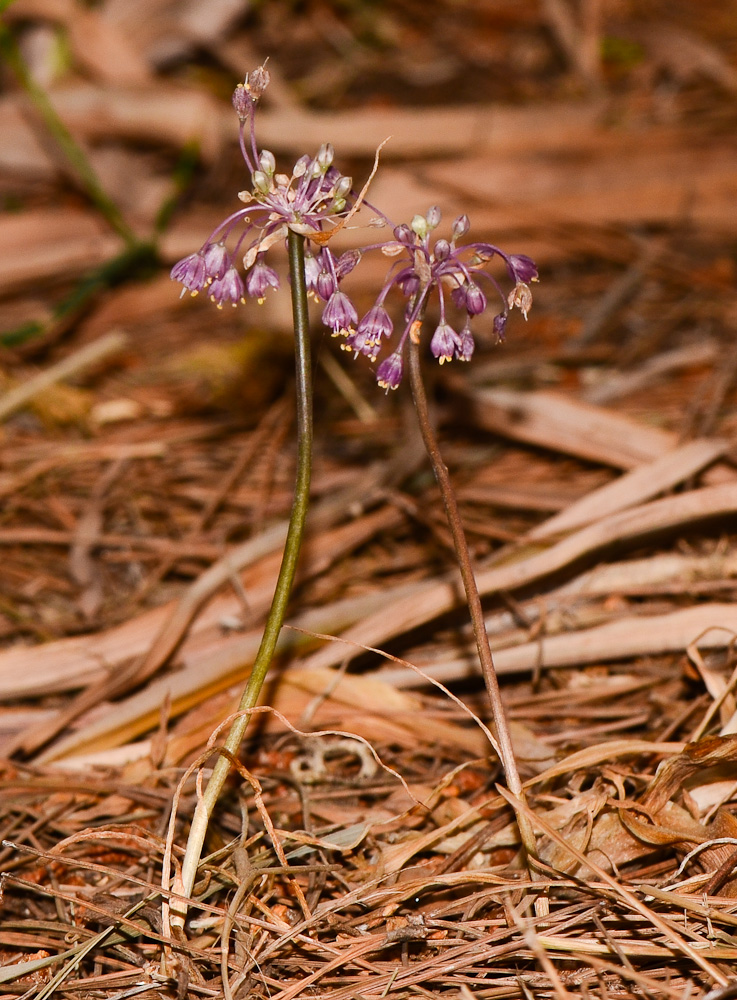 Изображение особи Allium daninianum.