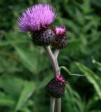 genus Cirsium. Верхушка цветущего растения. Адыгея, Лагонаки, Глубокая балка, субальпика, 1550 м н.у.м. 12.07.2014.