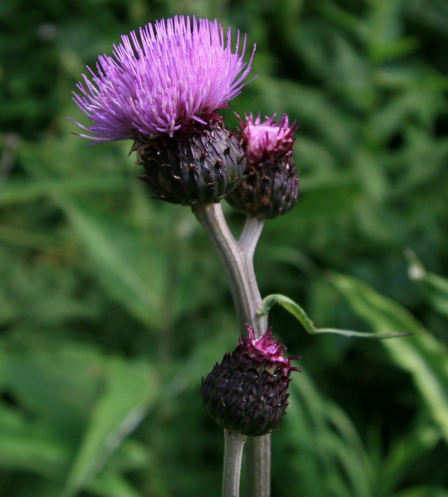 Изображение особи род Cirsium.