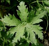 Geranium × magnificum. Лист. Германия, г. Дюссельдорф, Ботанический сад университета. 03.06.2014.