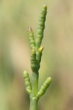 Salicornia perennans