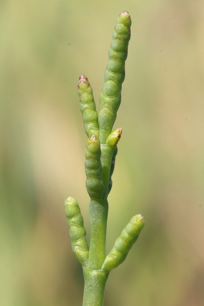 Изображение особи Salicornia perennans.