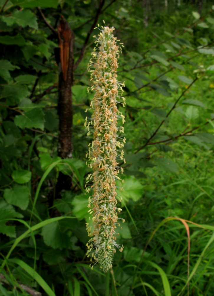 Image of Phleum pratense specimen.