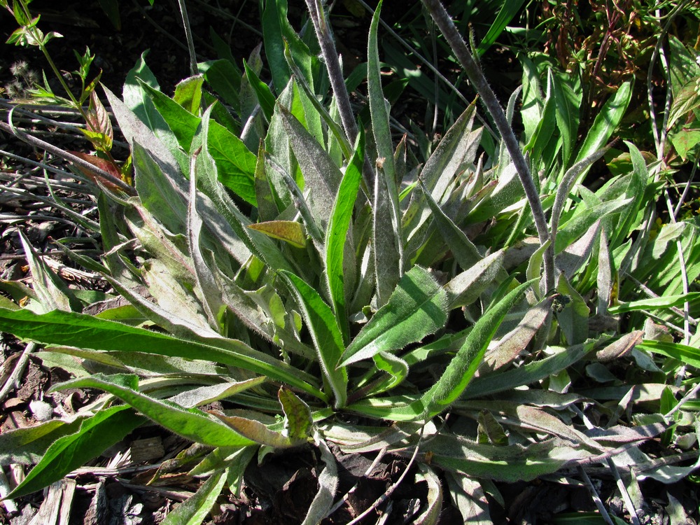 Image of Pilosella caespitosa specimen.