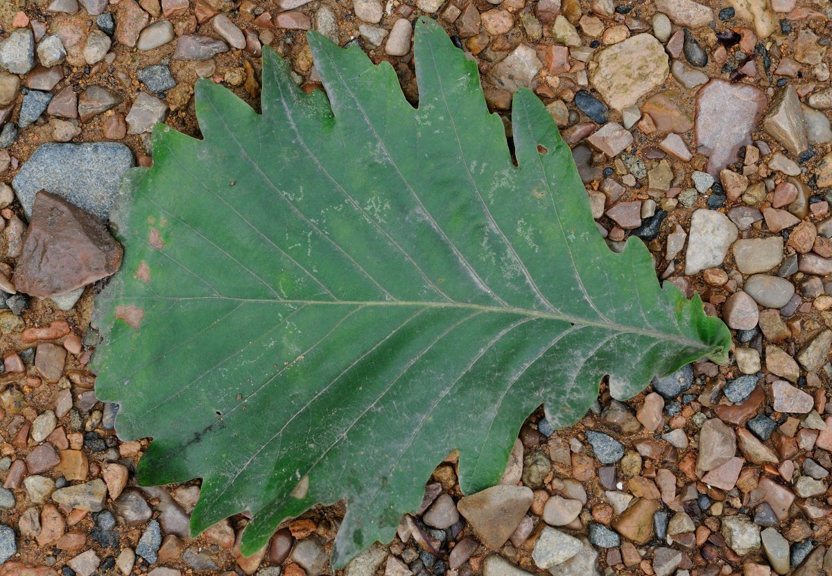 Image of Quercus mongolica specimen.