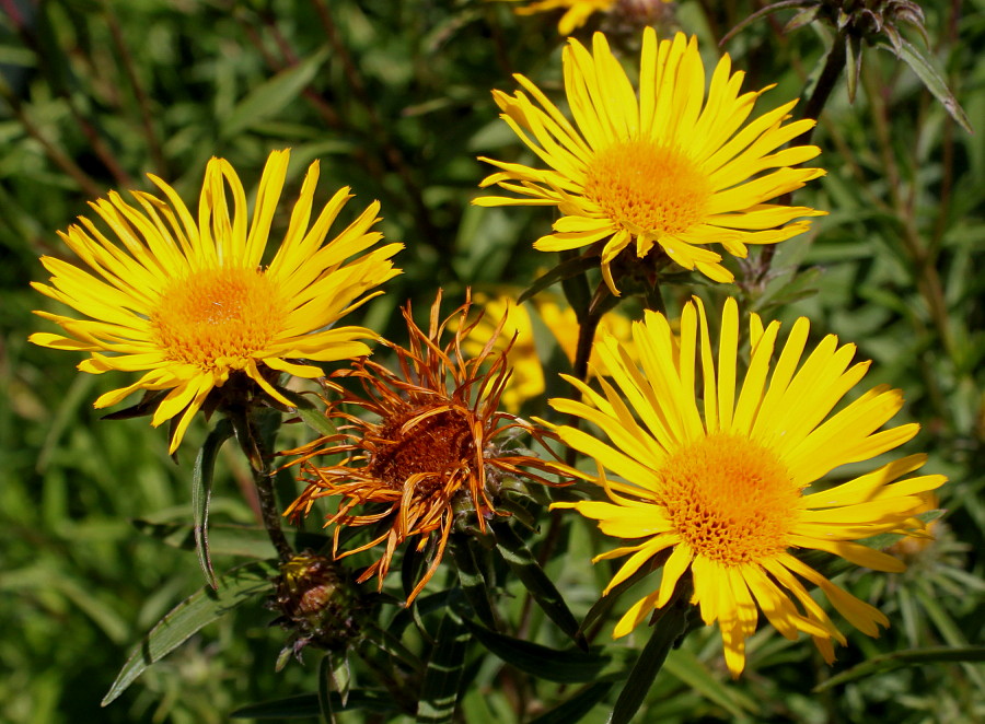 Изображение особи Inula ensifolia.