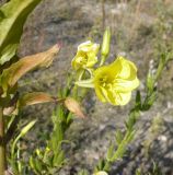 Oenothera biennis