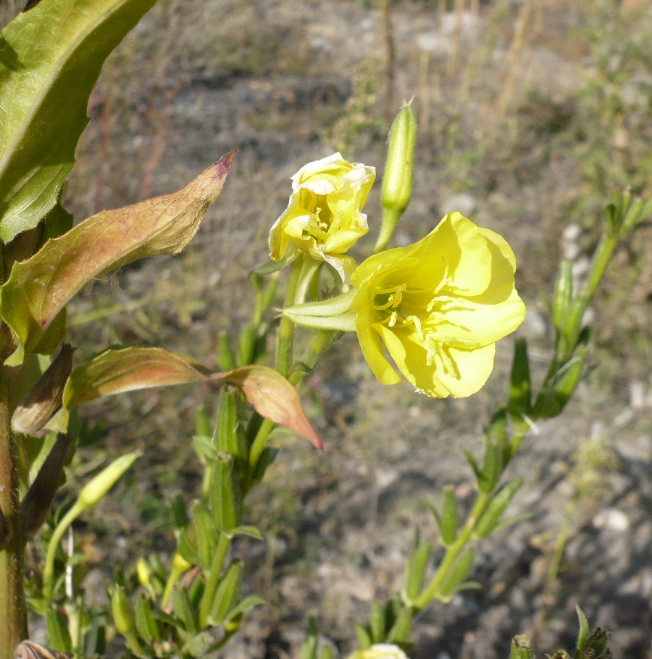 Изображение особи Oenothera biennis.