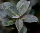 genus Salix. Верхушка побега. Германия, г. Дюссельдорф, Ботанический сад университета. 05.09.2014.
