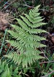 Dryopteris expansa. Вайя. Ленинградская обл., окр. озера Верхолино. 14.09.2014.