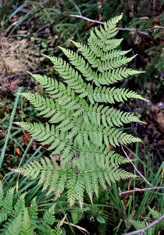 Изображение особи Dryopteris expansa.
