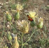 Centaurea salonitana