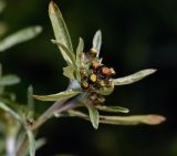 Gnaphalium uliginosum. Верхушка цветущего растения. Московская обл., Раменский р-н, окр. ж.-д. платформы Хрипань, просека под ЛЭП. 01.07.2014.