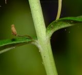 Angelonia angustifolia