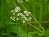 Micranthes nelsoniana
