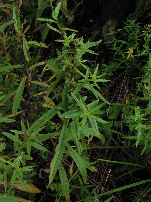 Изображение особи Cirsium serratuloides.