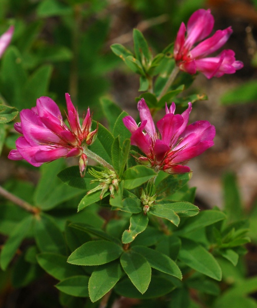 Image of Trifolium pacificum specimen.