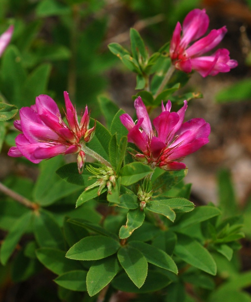 Изображение особи Trifolium pacificum.