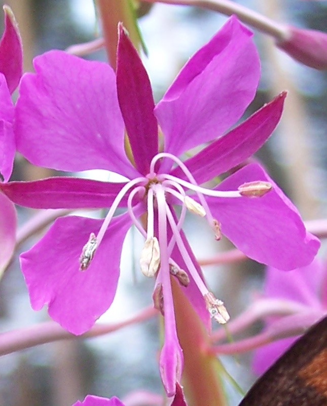 Image of Chamaenerion angustifolium specimen.