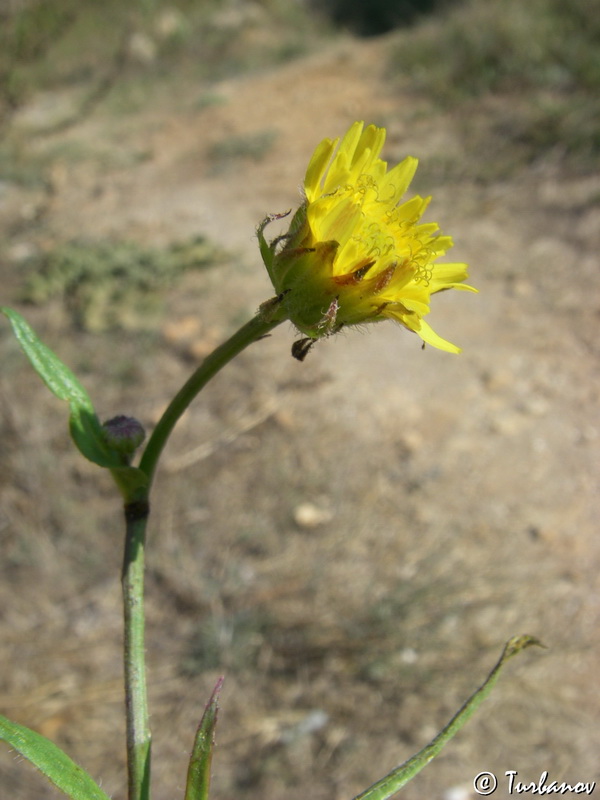 Image of genus Crepis specimen.