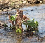 Petasites hybridus