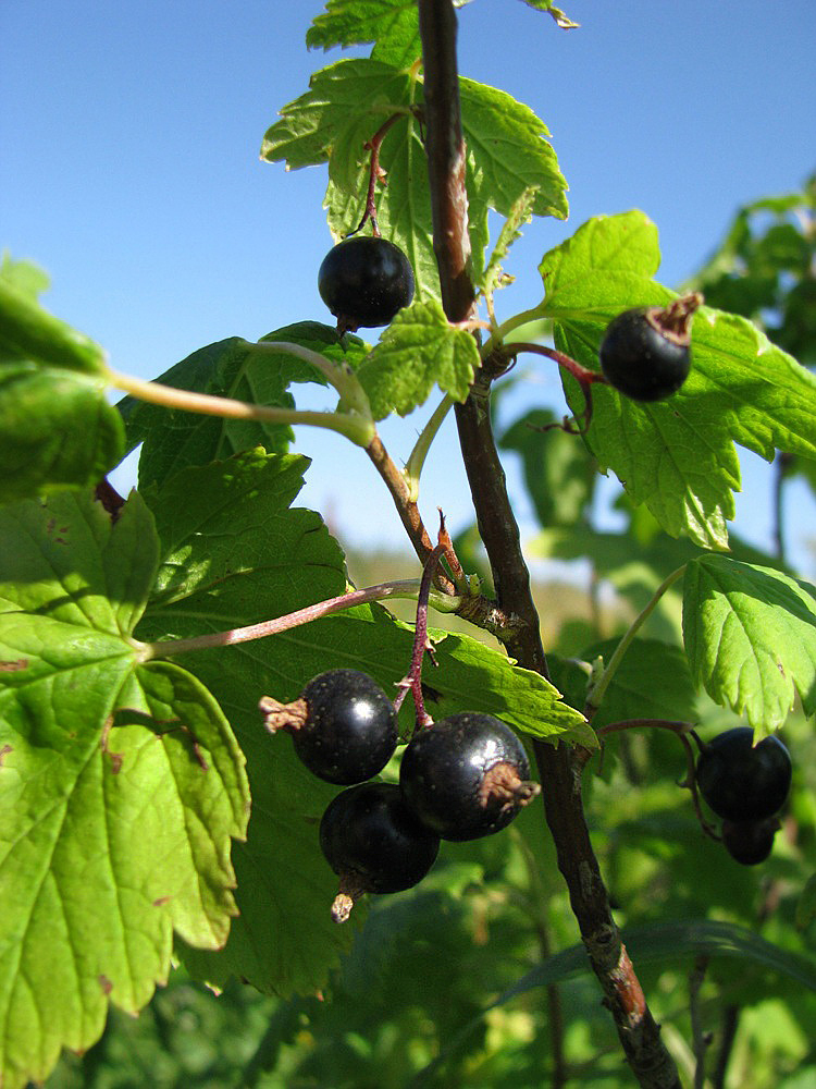 Изображение особи Ribes nigrum.