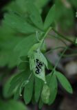 Corydalis solida