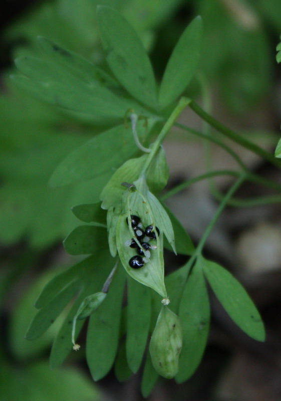 Image of Corydalis solida specimen.