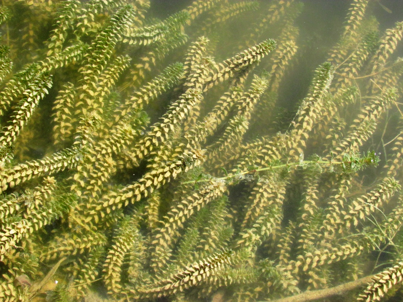 Image of Elodea canadensis specimen.