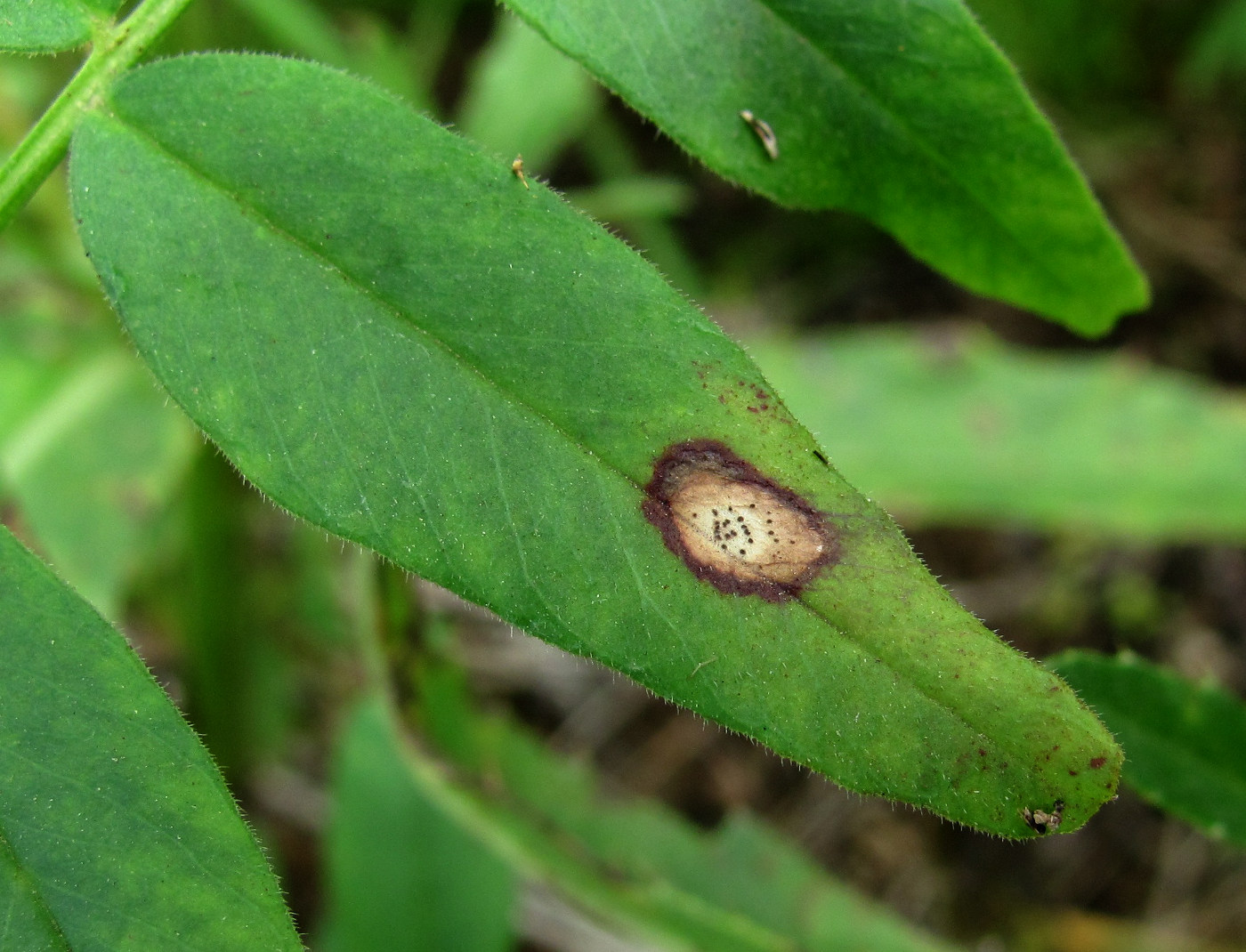 Изображение особи Vicia sepium.