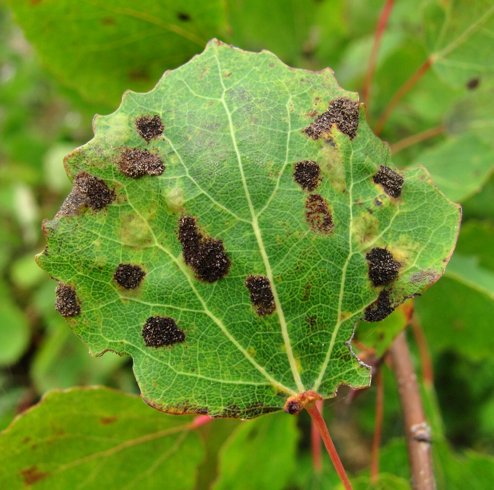 Image of Populus tremula specimen.