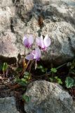 Cyclamen hederifolium. Цветущие растения в расщелине камней на тропе. Черногория, муниципалитет Будва, окр. с. Кульяче (Kuljače), близ церкви на хребте ~750 м к СЗ от села. 08.10.2014.