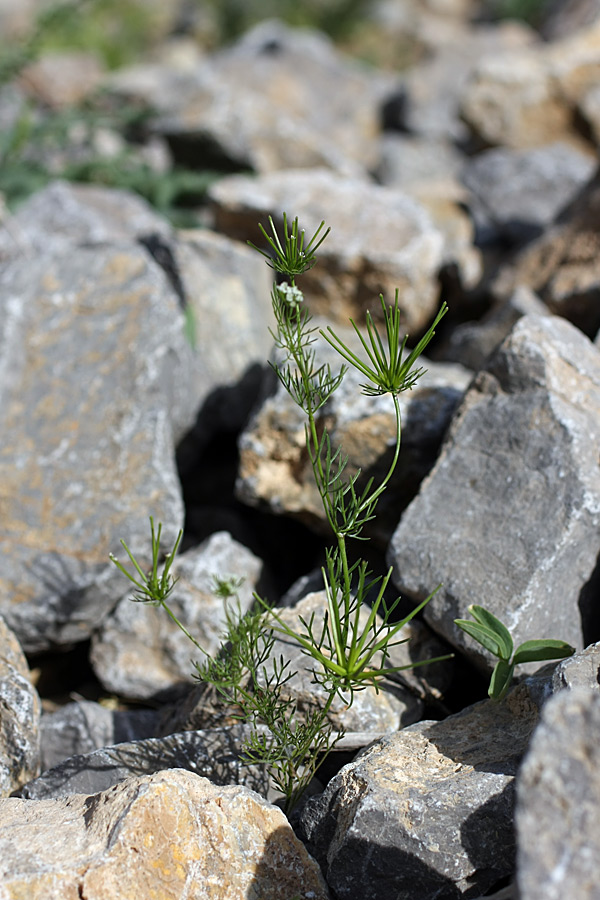 Изображение особи Scandix stellata.