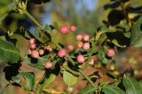 Euonymus fortunei