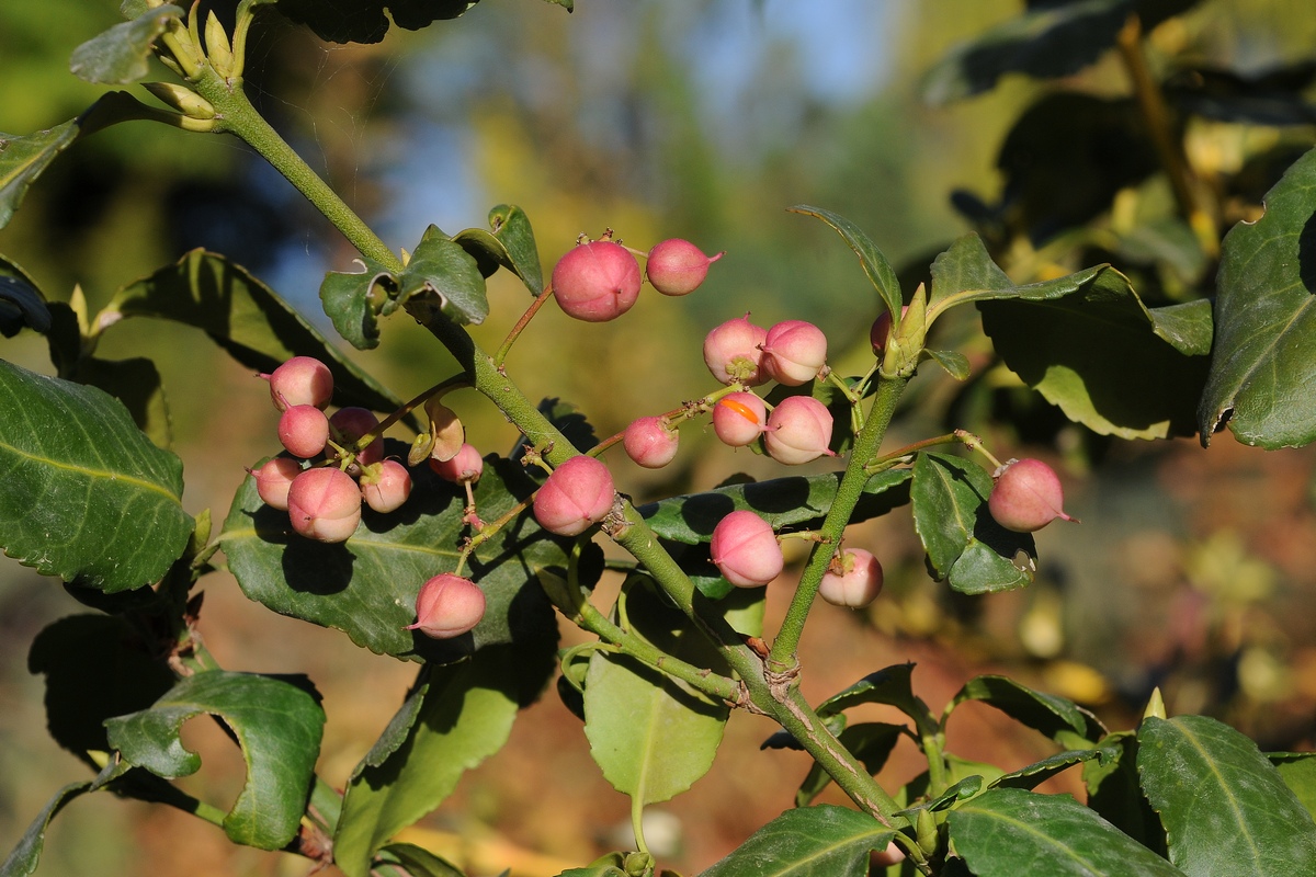 Изображение особи Euonymus fortunei.