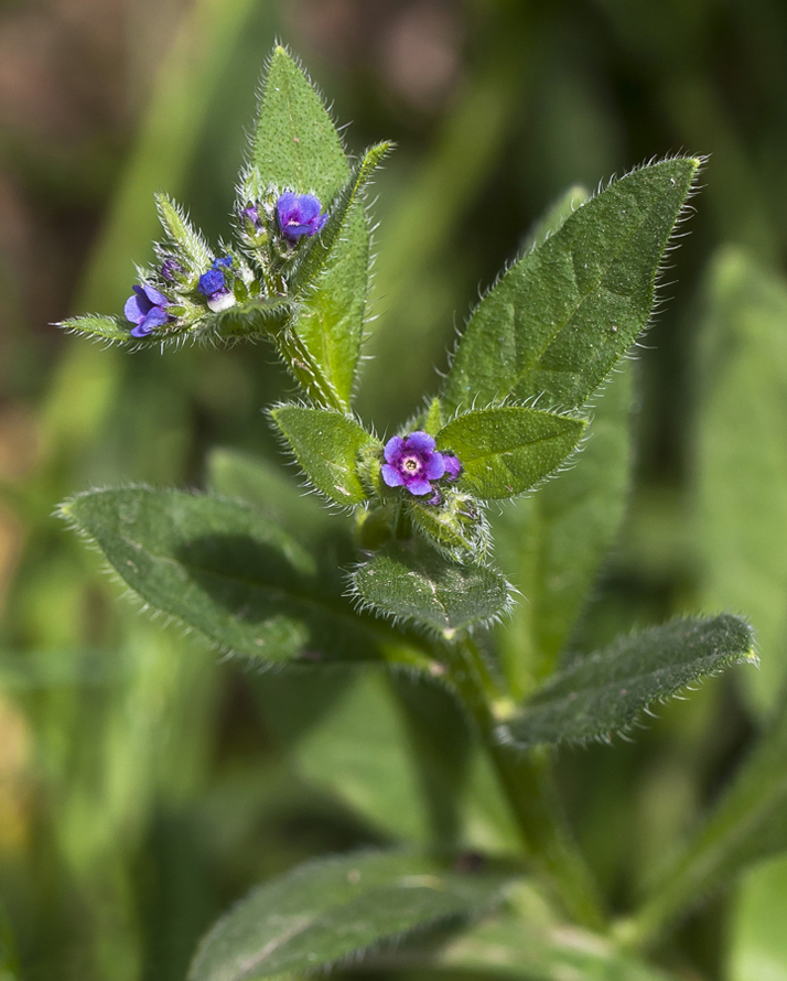 Image of Asperugo procumbens specimen.