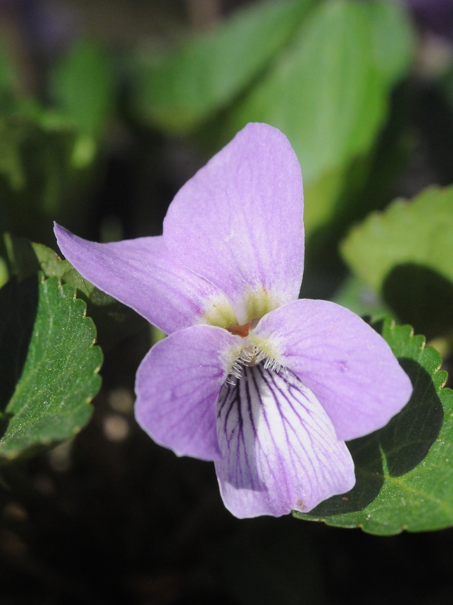 Image of Viola jooi specimen.