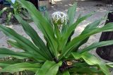 Crinum asiaticum