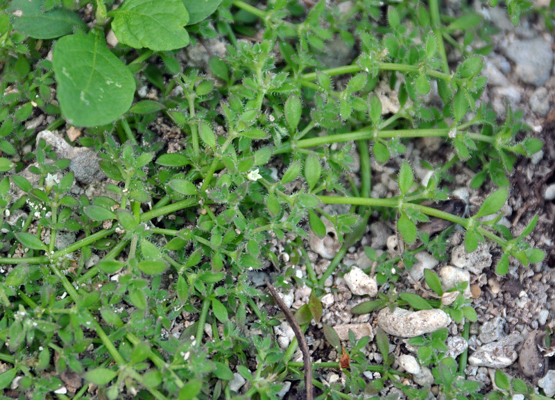 Image of Dentella repens specimen.