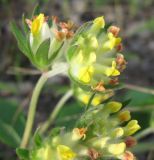 Anthyllis macrocephala