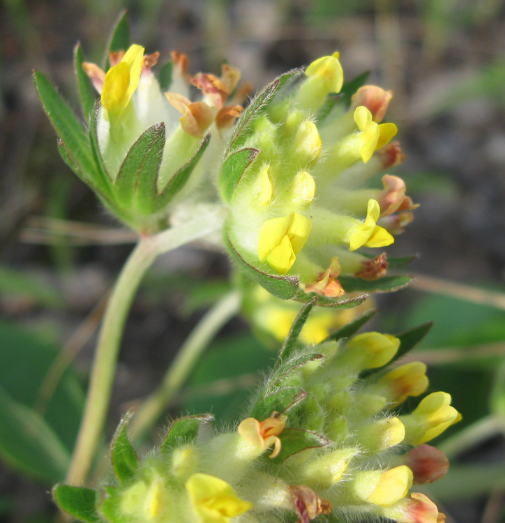 Image of Anthyllis macrocephala specimen.