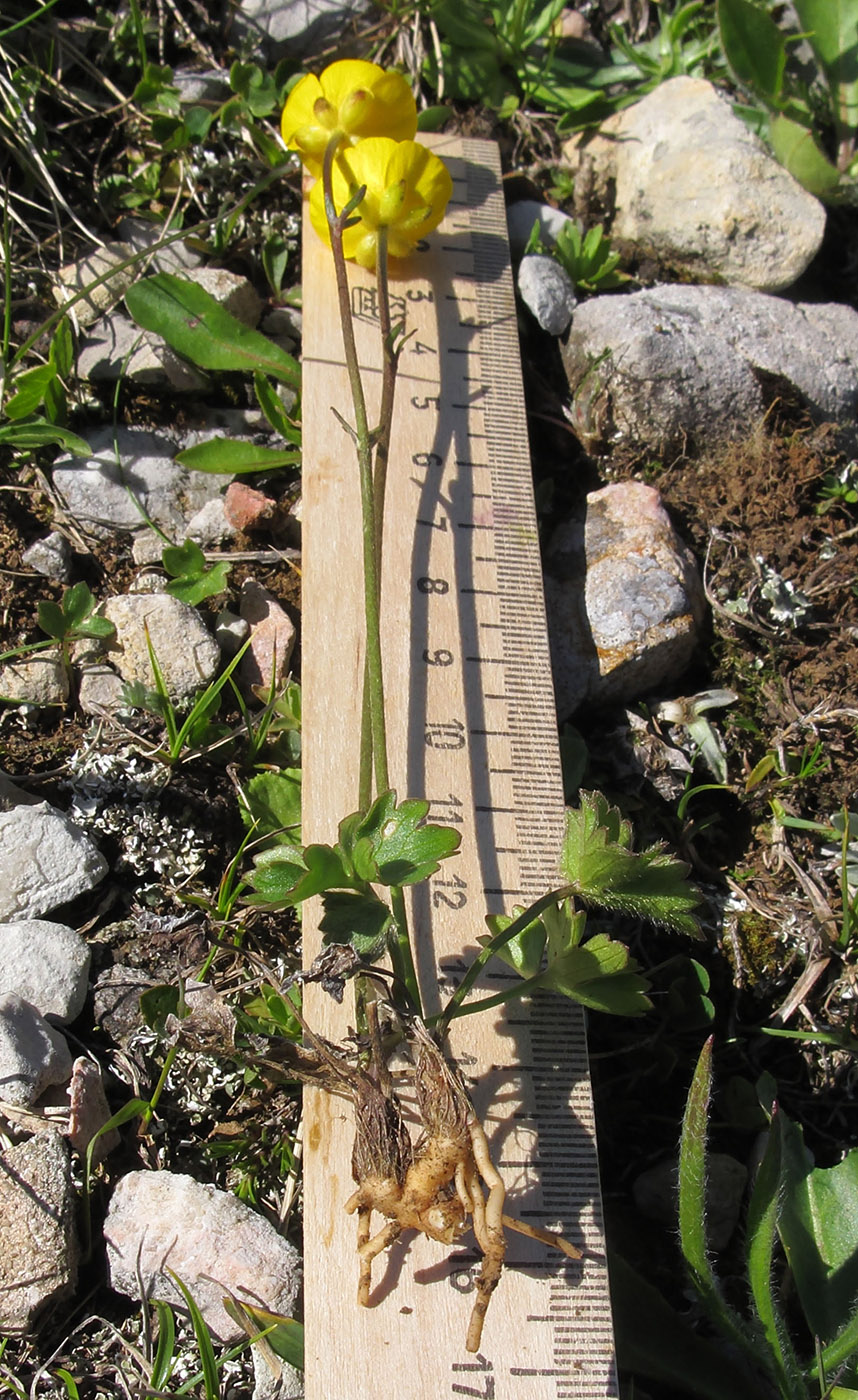 Image of Ranunculus crassifolius specimen.