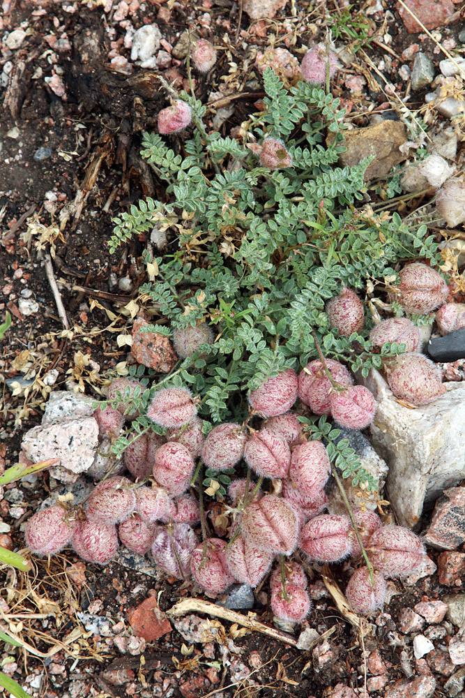 Image of Oxytropis submutica specimen.