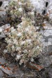Oxytropis trichocalycina. Плодоносящее растение. Южный Казахстан, горы Алатау (Даубаба), левый гребень ущелья Улькен-Сарымсаксай, ~1650 м н.у.м. 04.07.2014.
