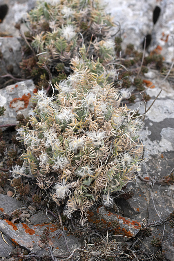 Image of Oxytropis trichocalycina specimen.