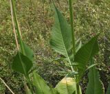 Dipsacus dipsacoides