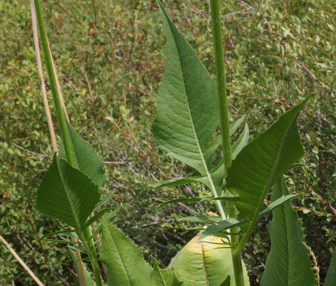 Image of Dipsacus dipsacoides specimen.