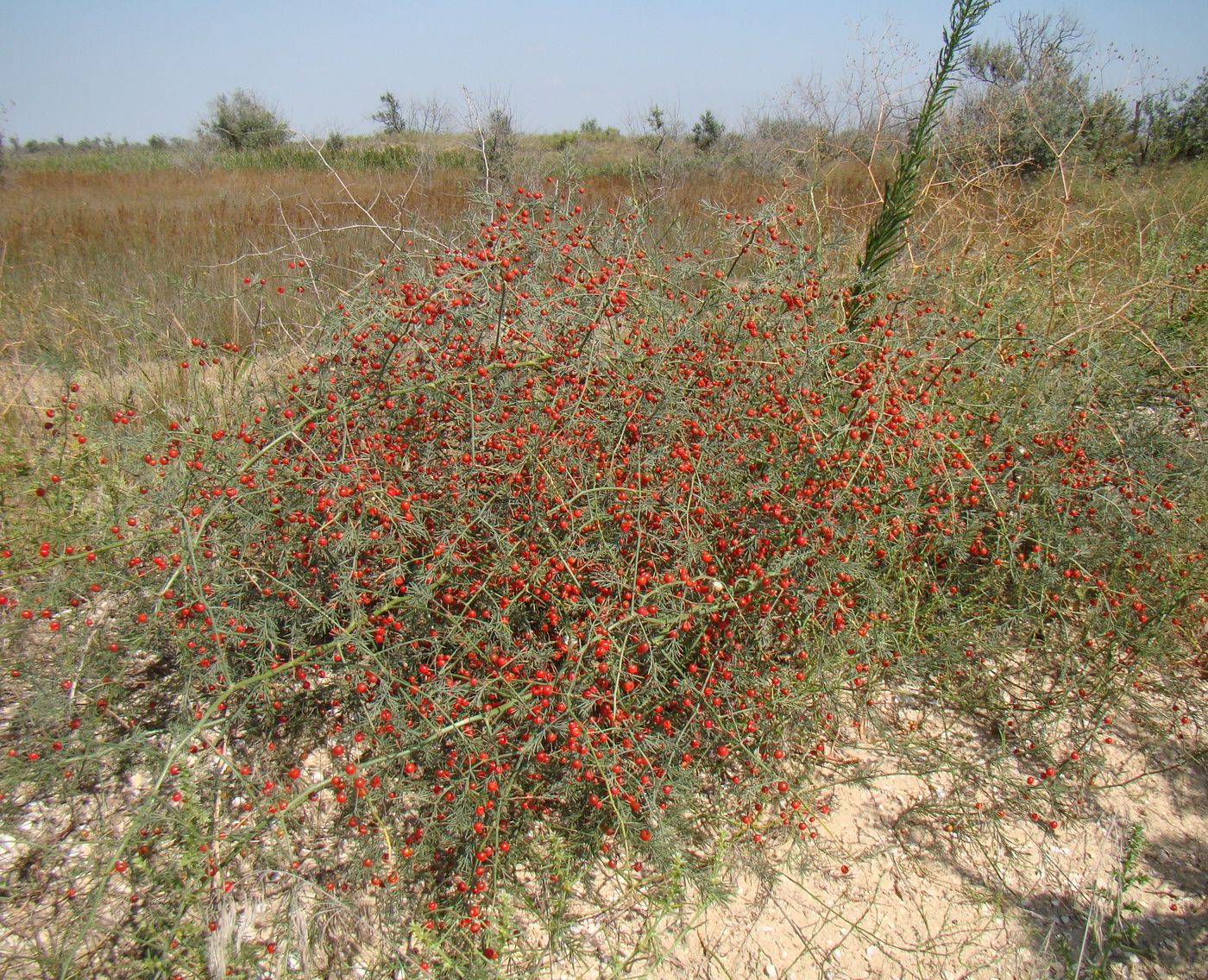 Изображение особи Asparagus litoralis.