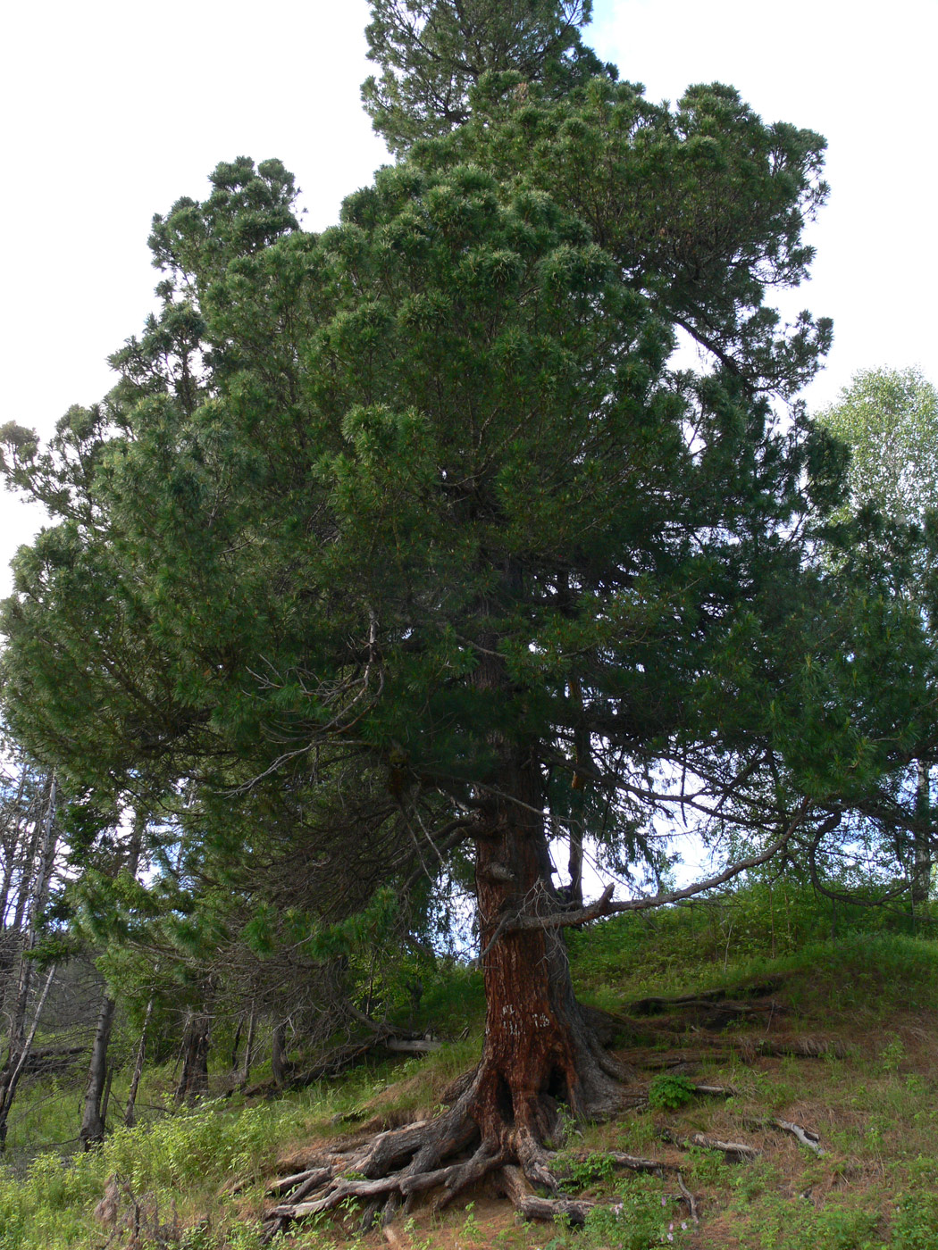 Изображение особи Pinus sibirica.