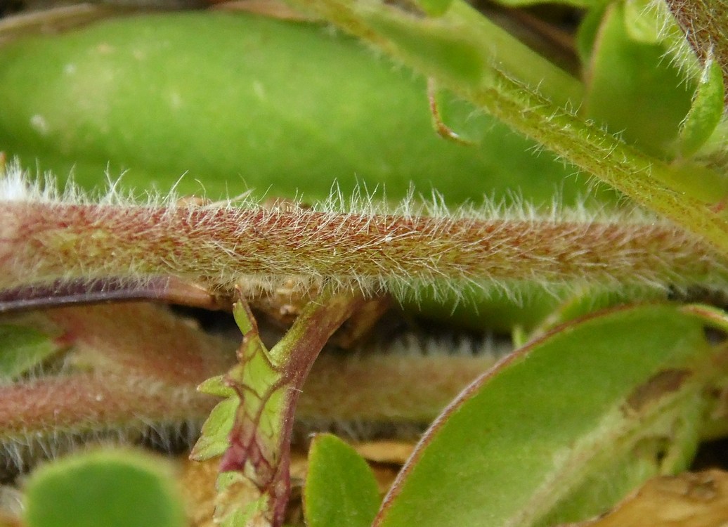 Image of Anthyllis macrocephala specimen.